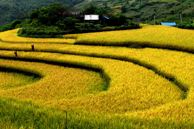 duong cong ruong bac thang