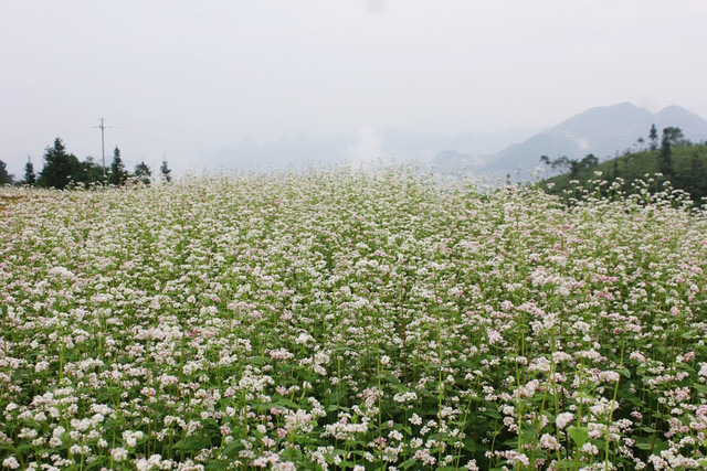 chi co ha giang2