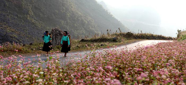 hoa tam giac mach o ha giang1