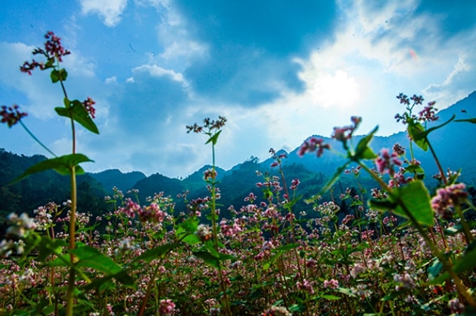 le hoi hoa tam giac mach ha giang 2