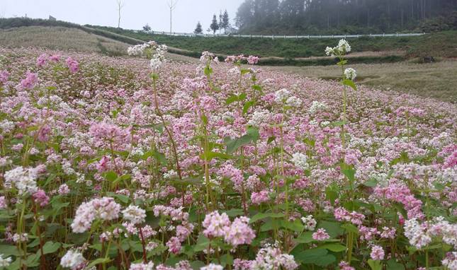 le hoi hoa tam giac mach ha giang 3