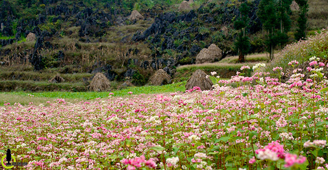 le hoi hoa tam giac mach ha giang lan 3 2