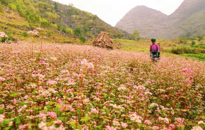 mat ngot ha giang1