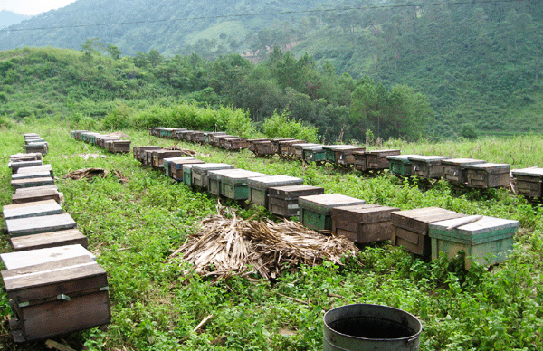 mat ong bac ha1