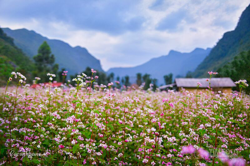 tho mong ha giang2