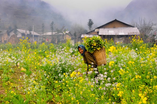 thung lung sung la3