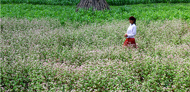 vi vu ha giang3